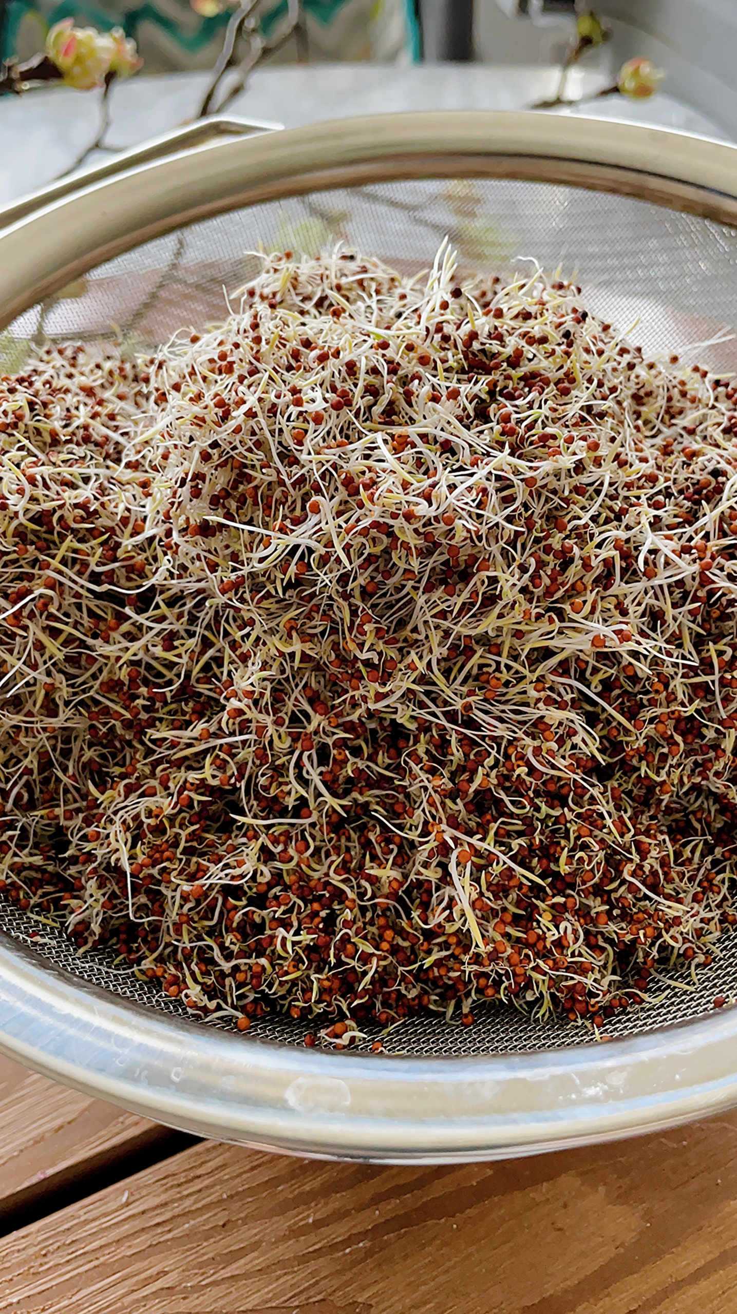 Sprouted ragi grains in a stainer